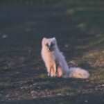 2013年澳大利亚网球公开赛全程高清直播精彩看点 wba2dc4r61